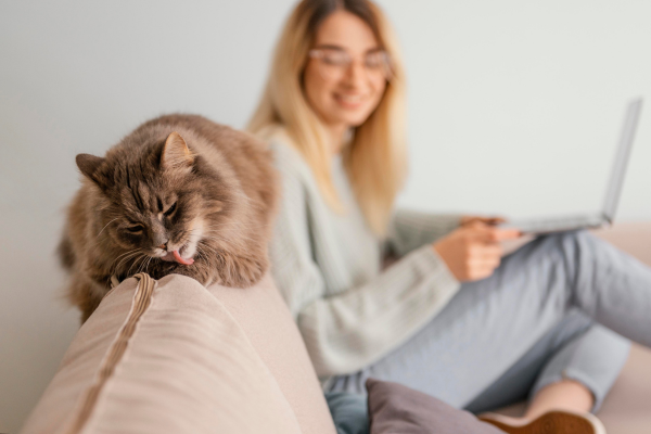 Waarom krabt mijn kat aan de bank? En hoe los ik het op?