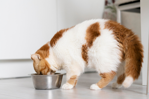 Wat is het beste voer voor mijn kat? Droogvoer vs. natvoer uitgelegd!